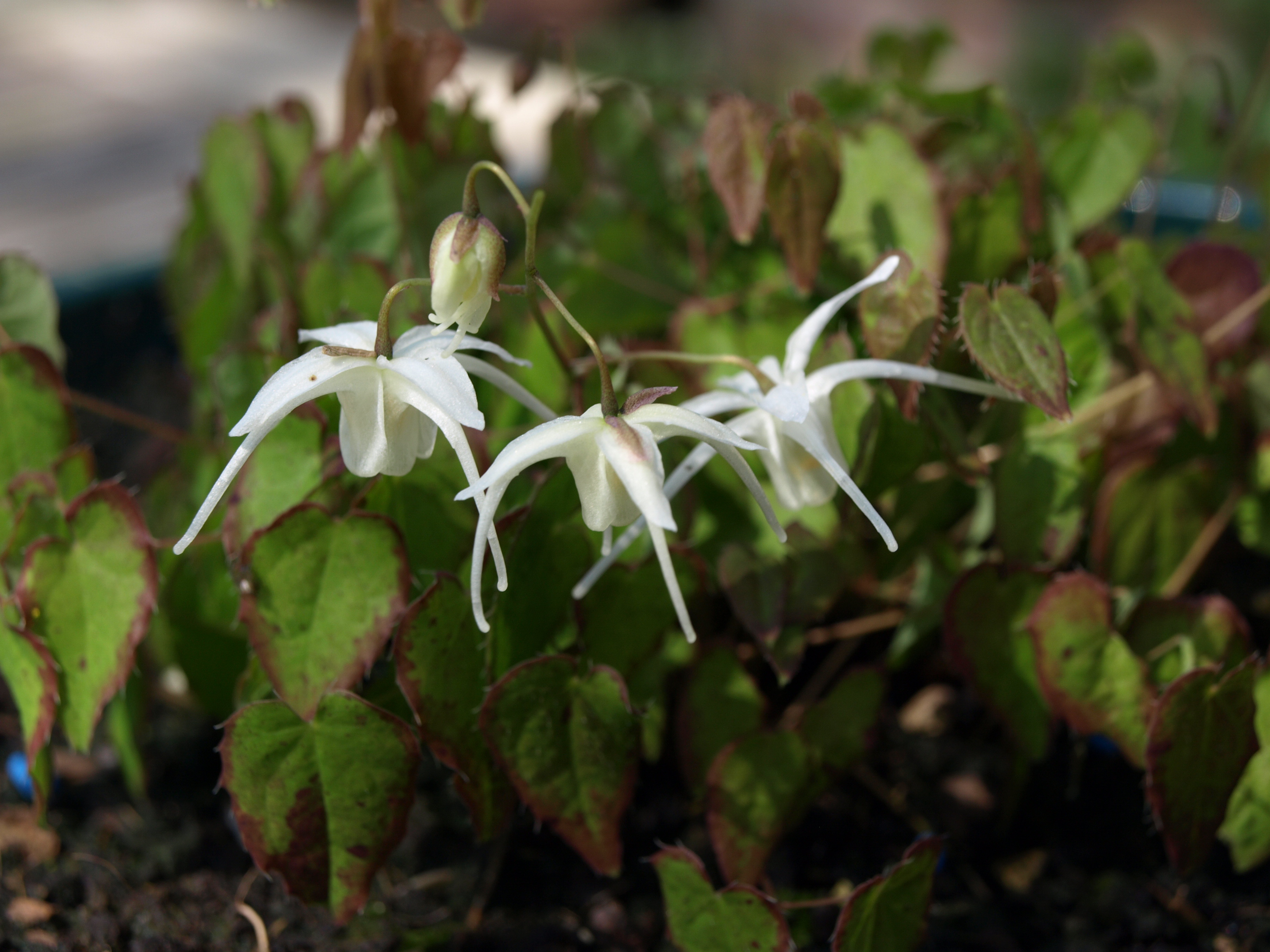Passion Vivaces Epimedium plante couvre-sol pot 1 litre ombre