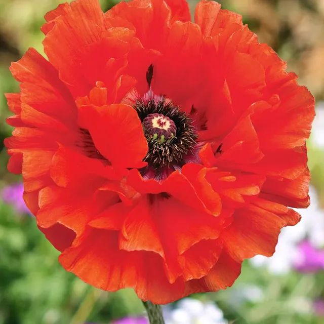 Bakker Pavot d'Orient Eyecatcher vivace pot 9cm orange