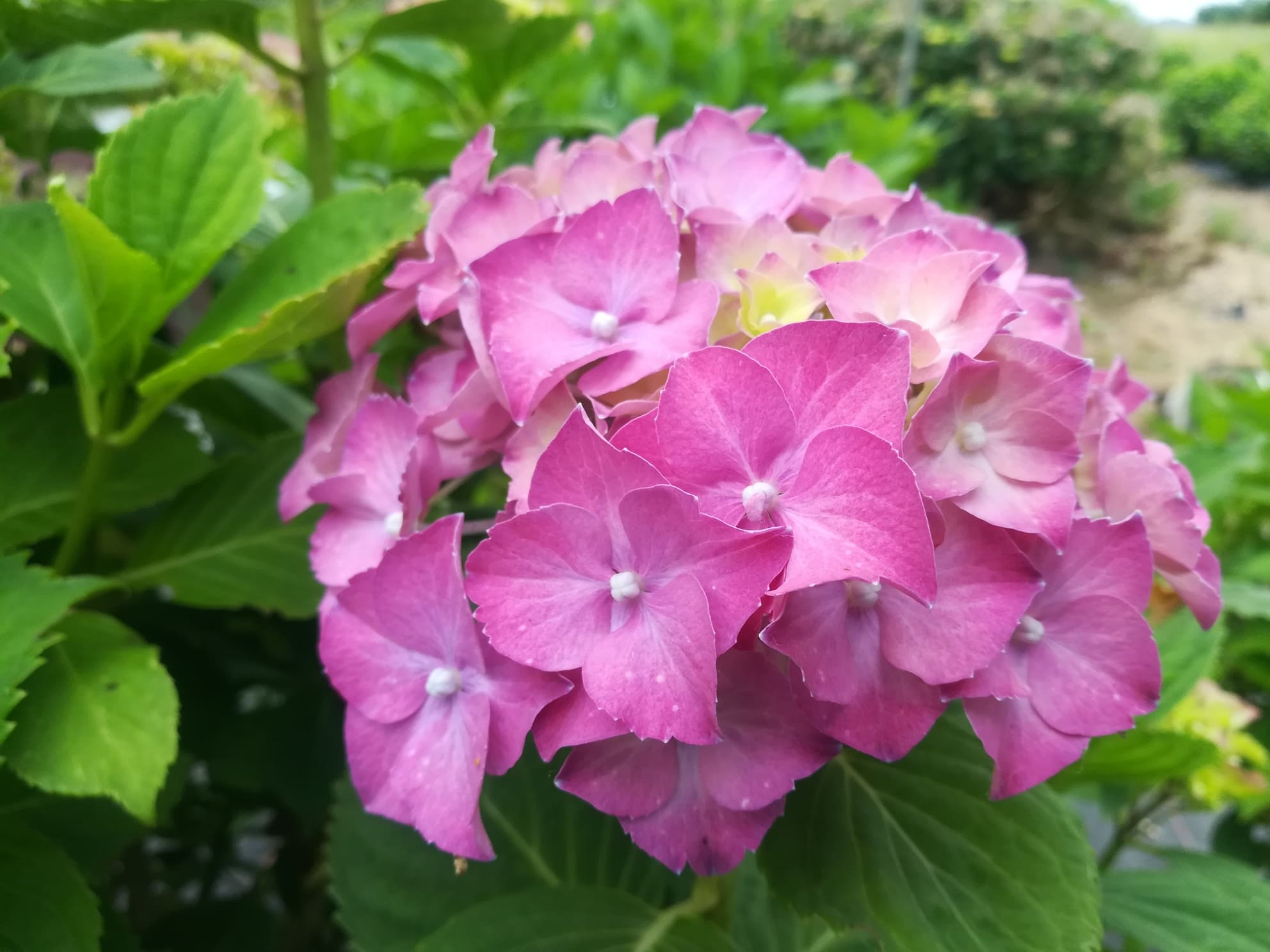 Les Hortensias du Haut Bois Heinrich Seidel hortensia fleurs rondes