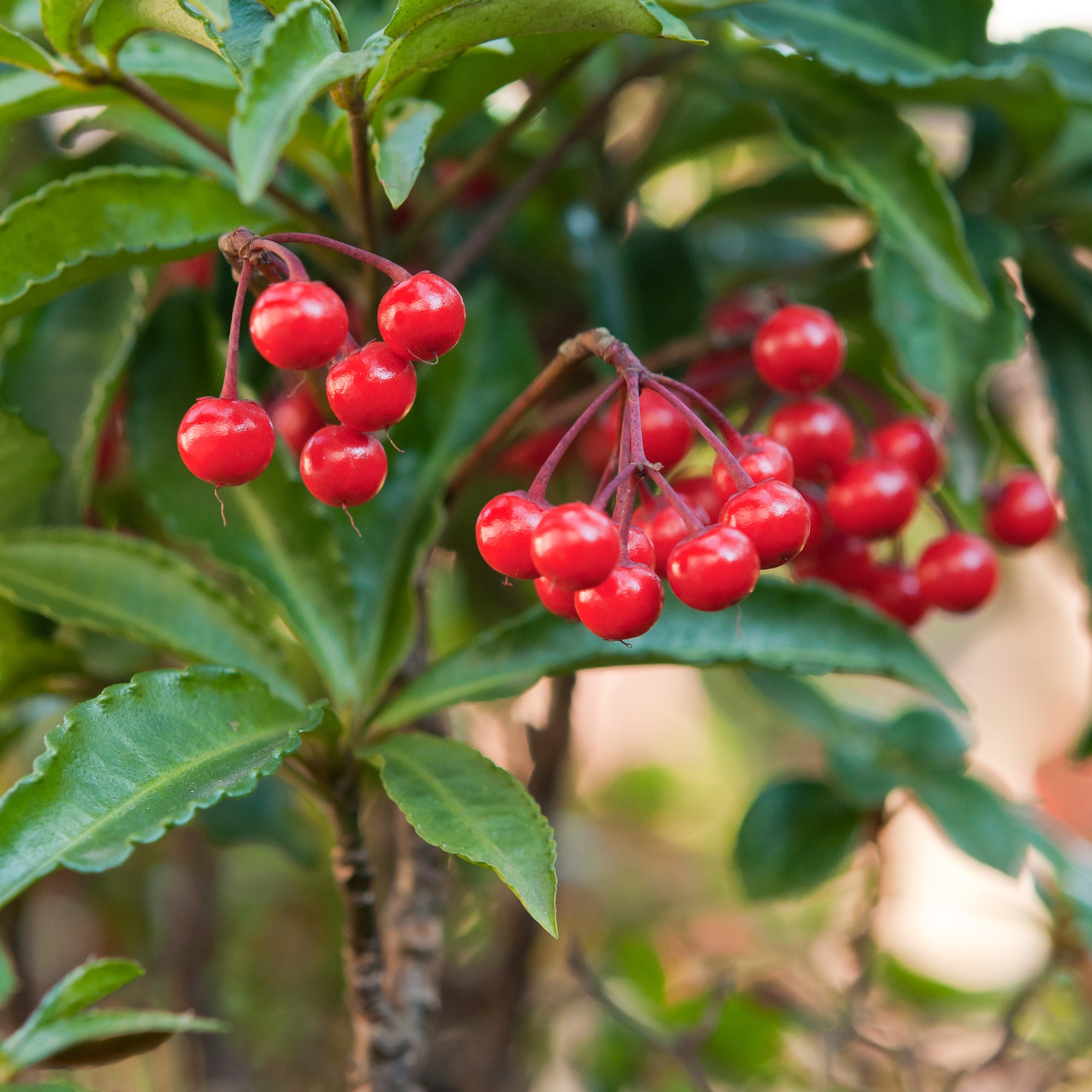 Bakker Bois de Noël Ardisia crenata plante d'intérieur pot Ø14cm baies rouges