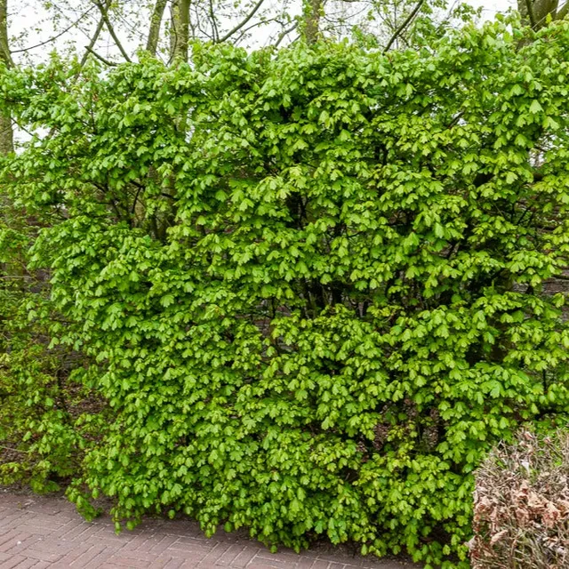 Bakker Érable champêtre haie 10 plants racines nues 60cm
