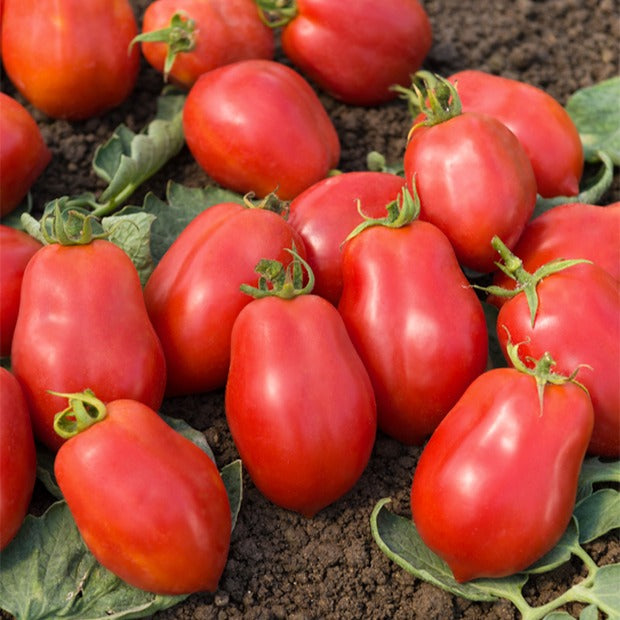 Bakker Tomate Roma VF graine sachet 2g pour coulis