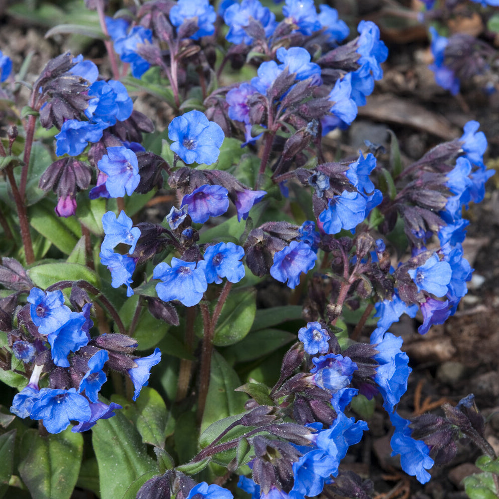 Bakker Blue Ensign pulmonaire bleue pot 9cm