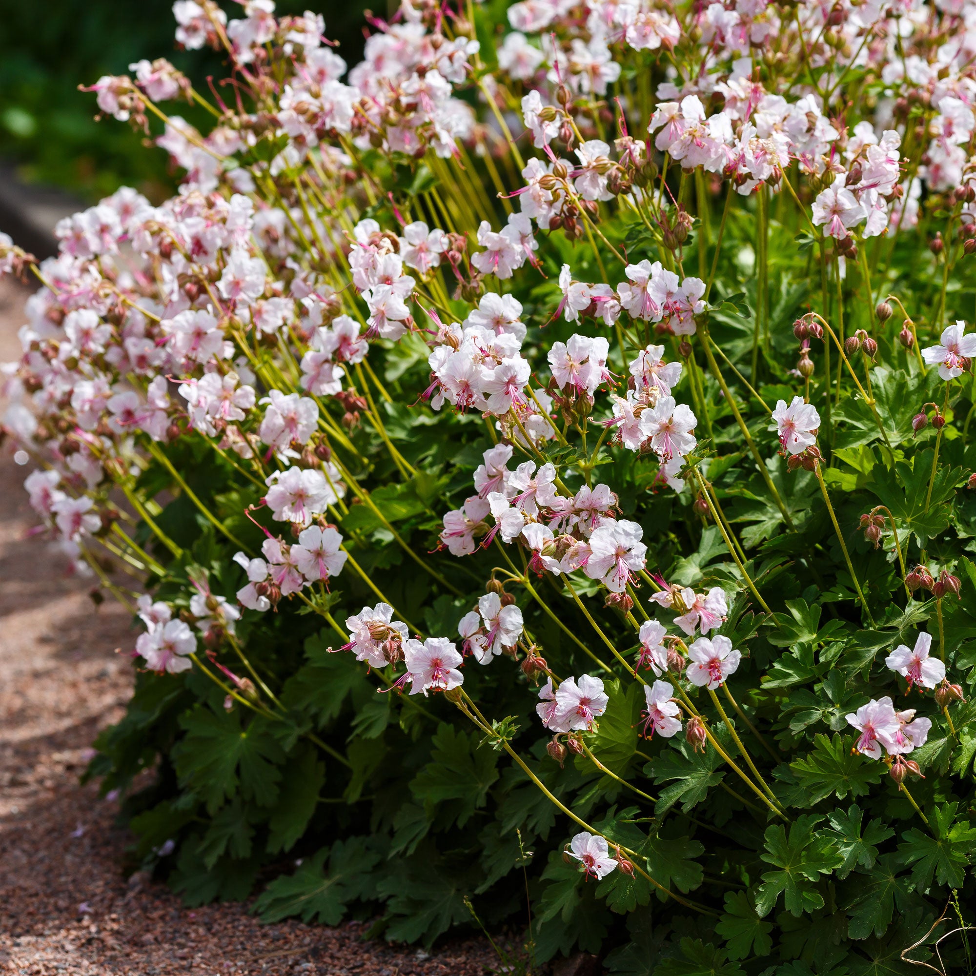 Bakker Géranium Biokovo couvre-sol vivace pot Ø 9cm