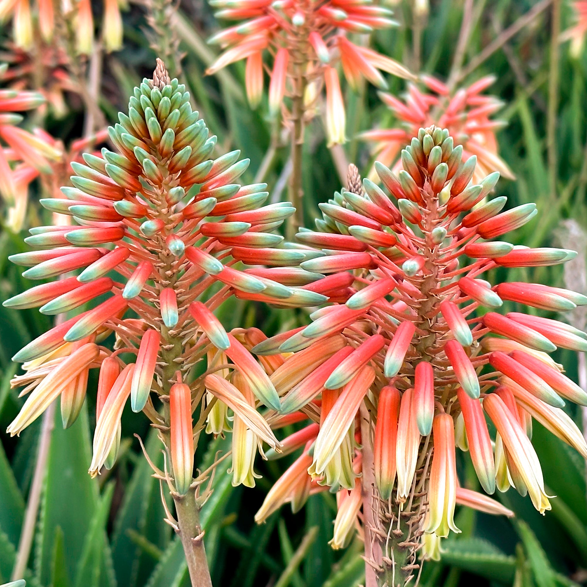 Bakker Aloe Safari Sunrise succulente pot 9cm orange