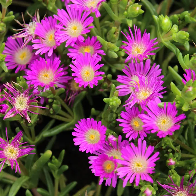 Bakker Delosperma Wheels of Wonder Violet pot Ø 9 cm