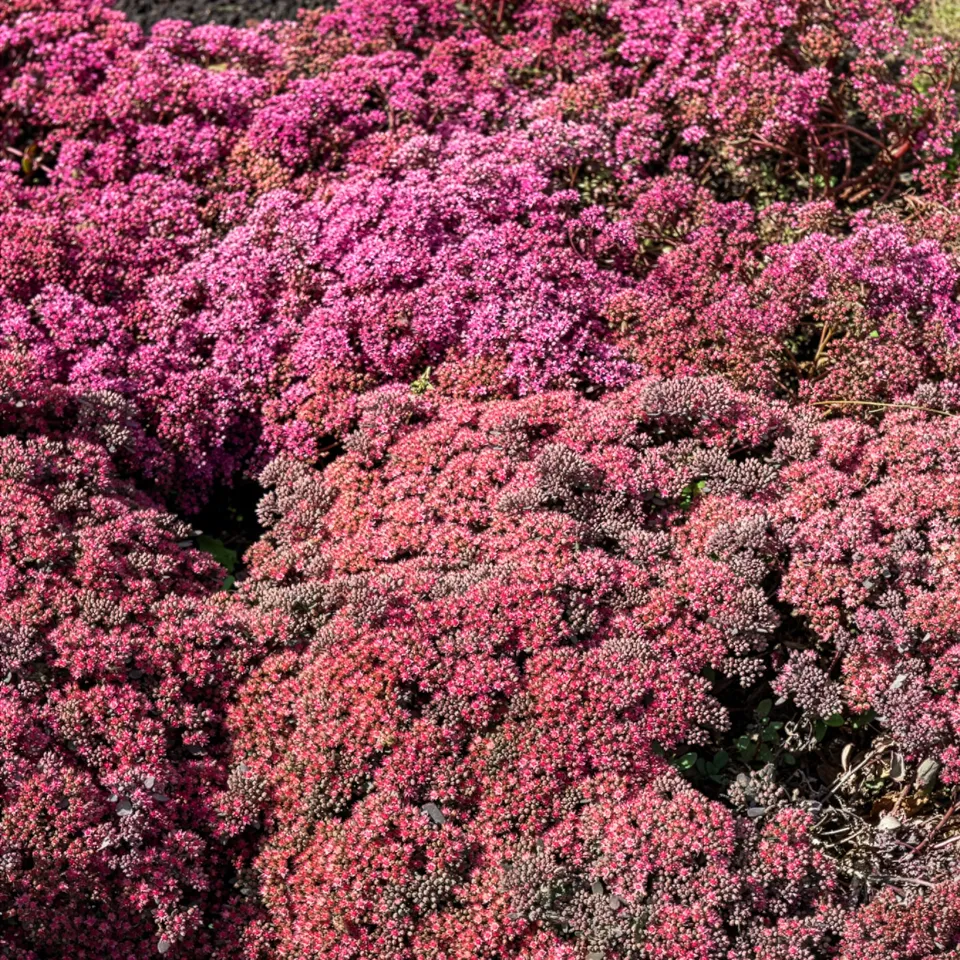 Bakker Sedum Dazzleberry orpin pot 8 cm pourpre couvre-sol