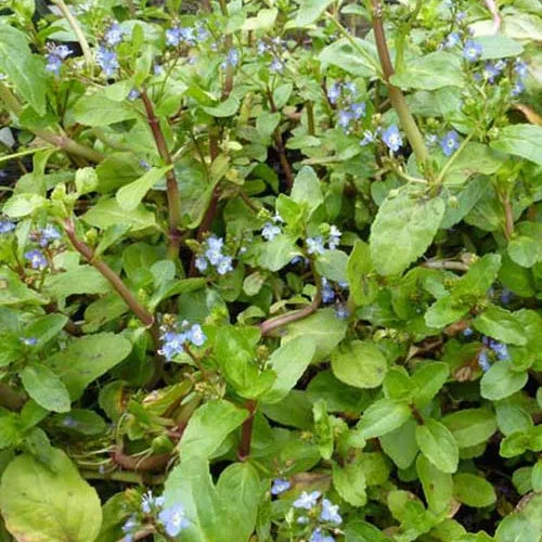 Bakker Véronique des ruisseaux vivace pot 9cm bleu