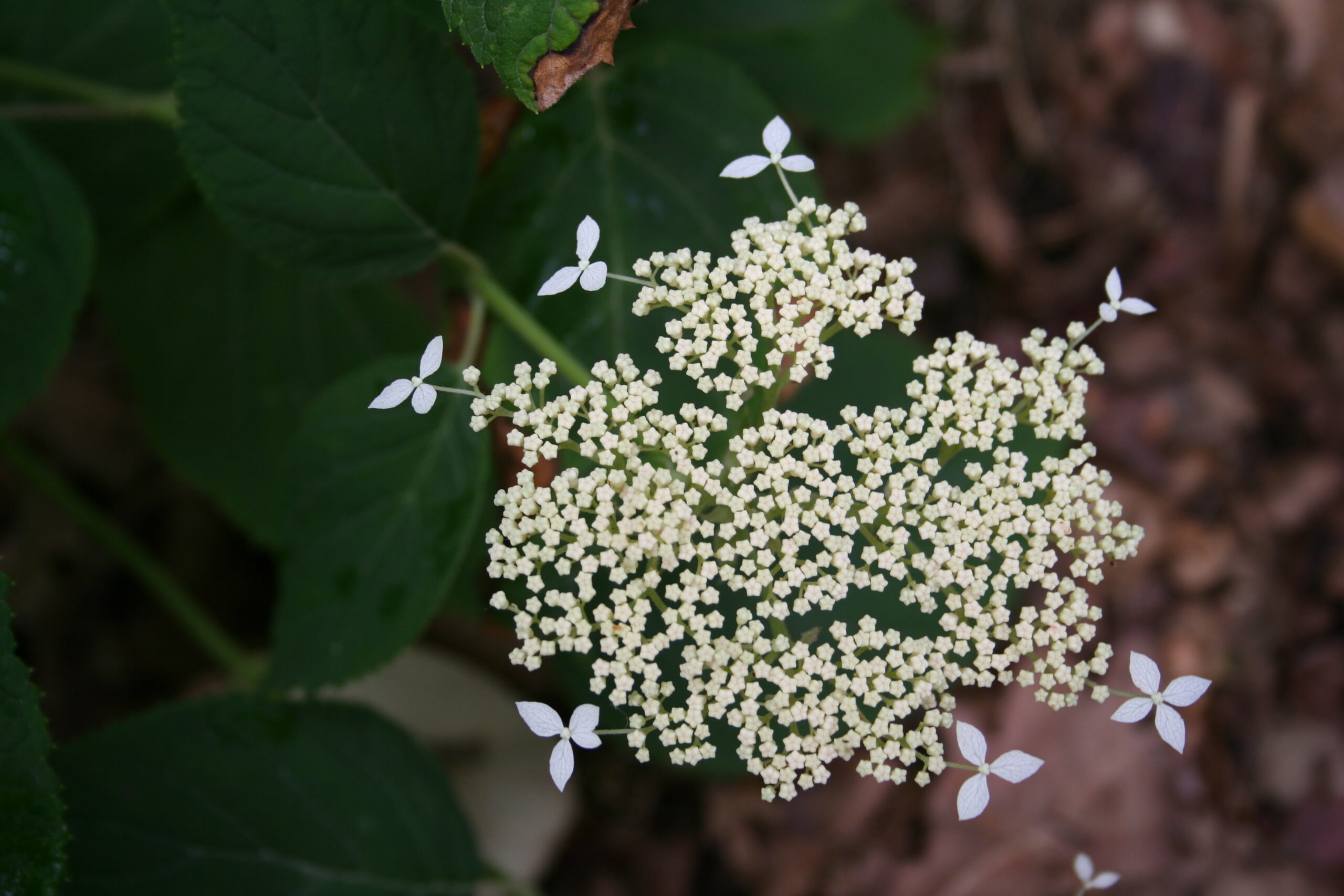 Les Hortensias du Haut Bois Discolor hortensia arborescent boule