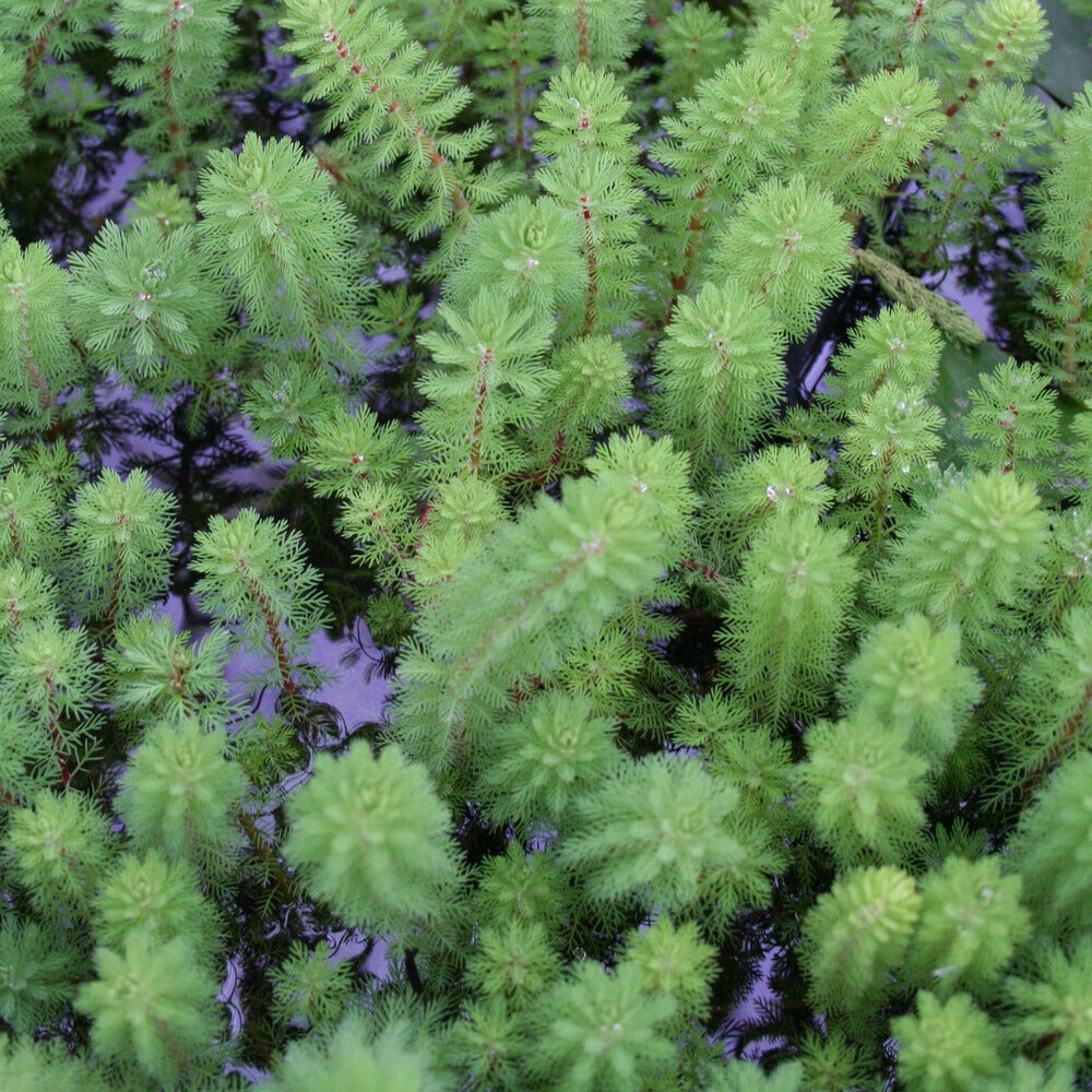 Bakker Red Stem myriophyllum bassin pot Ø11cm tiges rouges