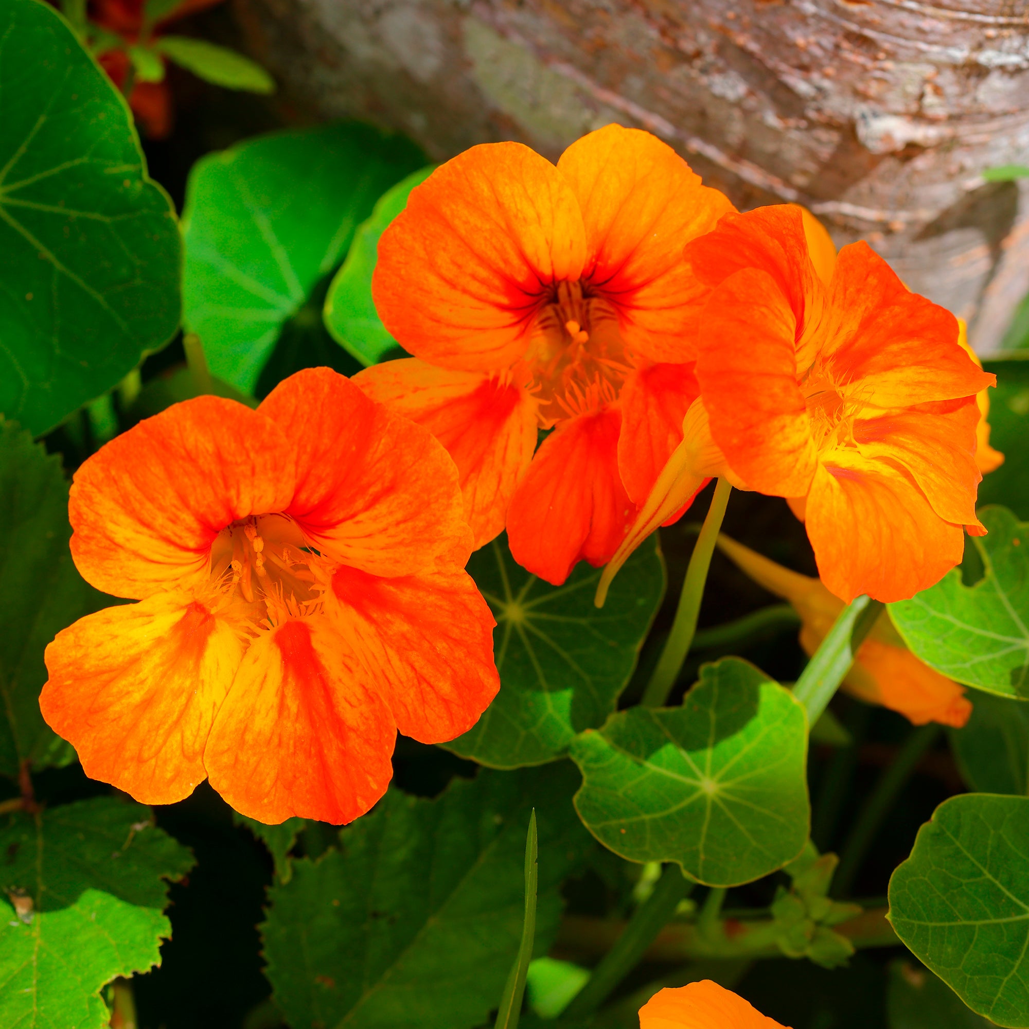 Bakker Capucine orange plante terrasse pot 13cm comestible soleil