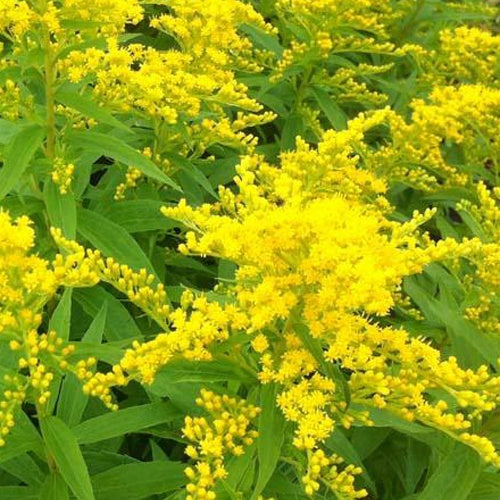 Bakker Plantes vivaces Solidago Strahlenkrone verge d'or 3x Ø9cm jaune