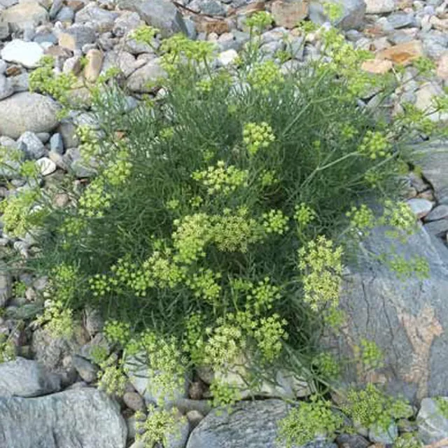 Bakker Plantes vivaces Crithmum maritimum plante lot 2 godets
