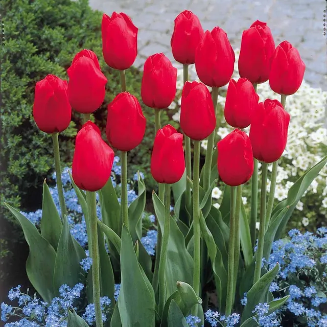 Bakker 5 Tulipes longues tiges rouges bulbes 11-12cm