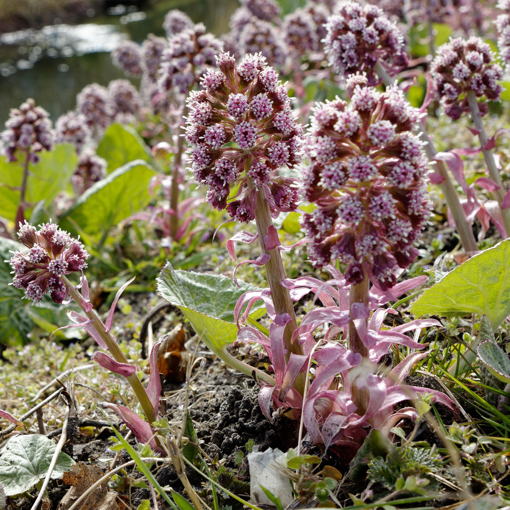 Bakker Plantes vivaces Grand pétasite feuilles géantes pot 9cm
