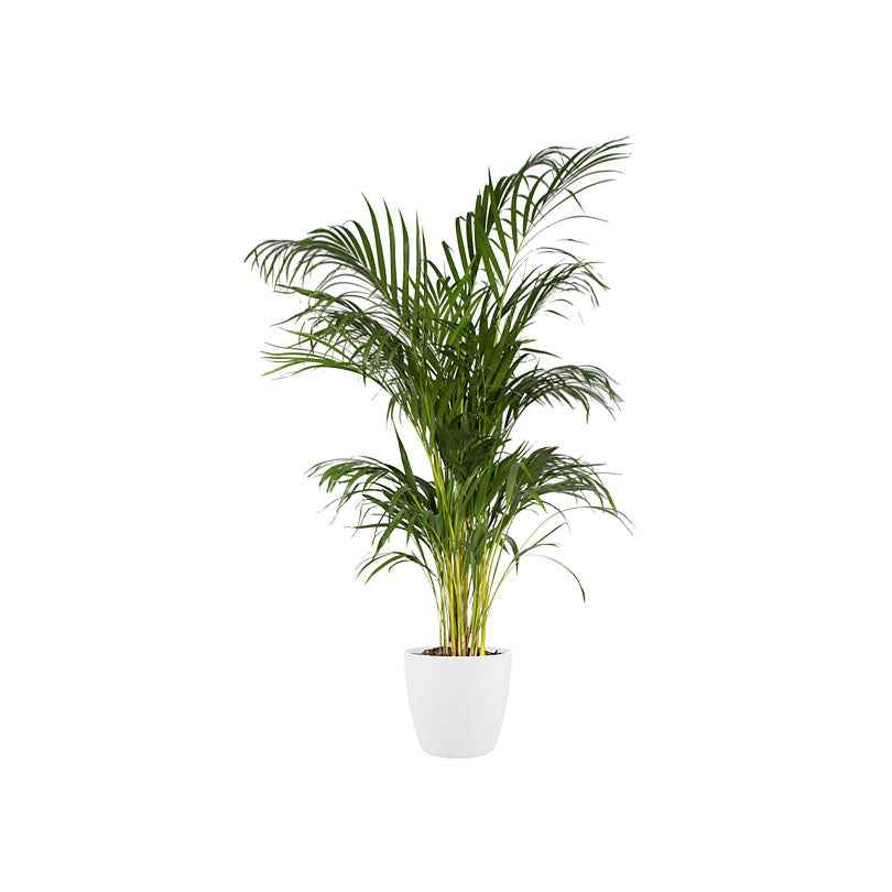 Elho Pot Brussels rond blanc cache-pot Ø12,5cm