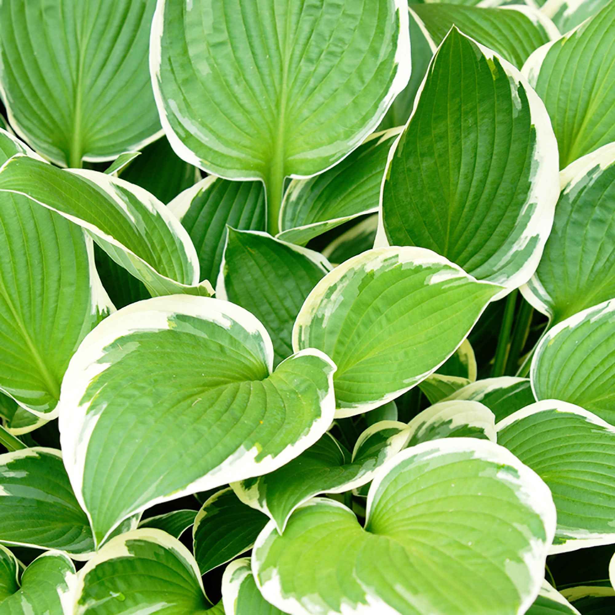 Bakker Hosta Patriot vivace panachée pot Ø9cm mi-ombre