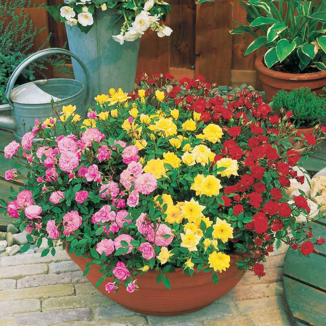 Bakker Rosiers Collection mini-rosiers balcon rosier 3 pots 0,9L
