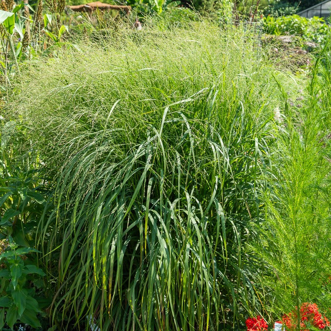Bakker Panicum Heavy Metal graminée 3 pots Ø9cm bleu