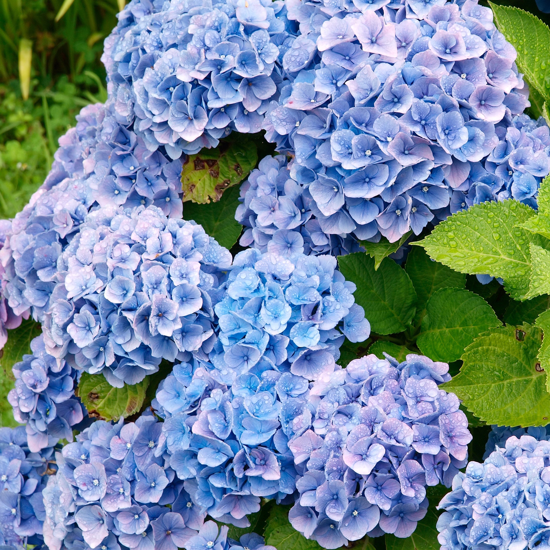 Bakker Collection 4 Hortensias rouges et bleus arbuste 1,3L