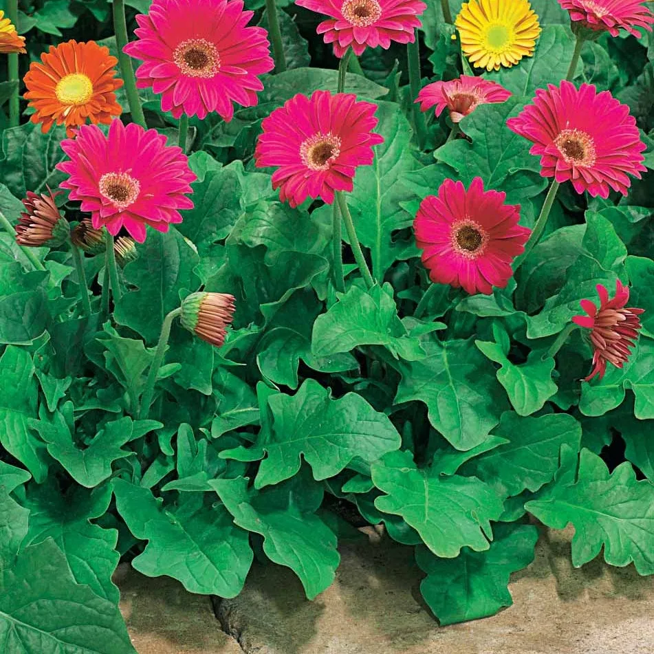 Bakker Garvinea Pam 2 gerberas vivaces rouges 2 pots 7cm