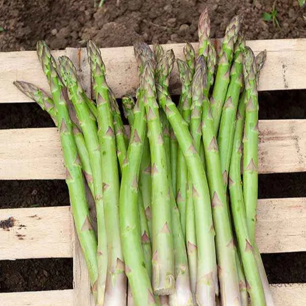 Bakker Voltaire asperges vertes paquet 10 griffes