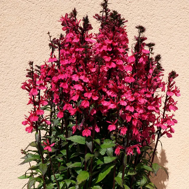 Bakker Plantes vivaces Lobelia Russian Princess pot fuchsia