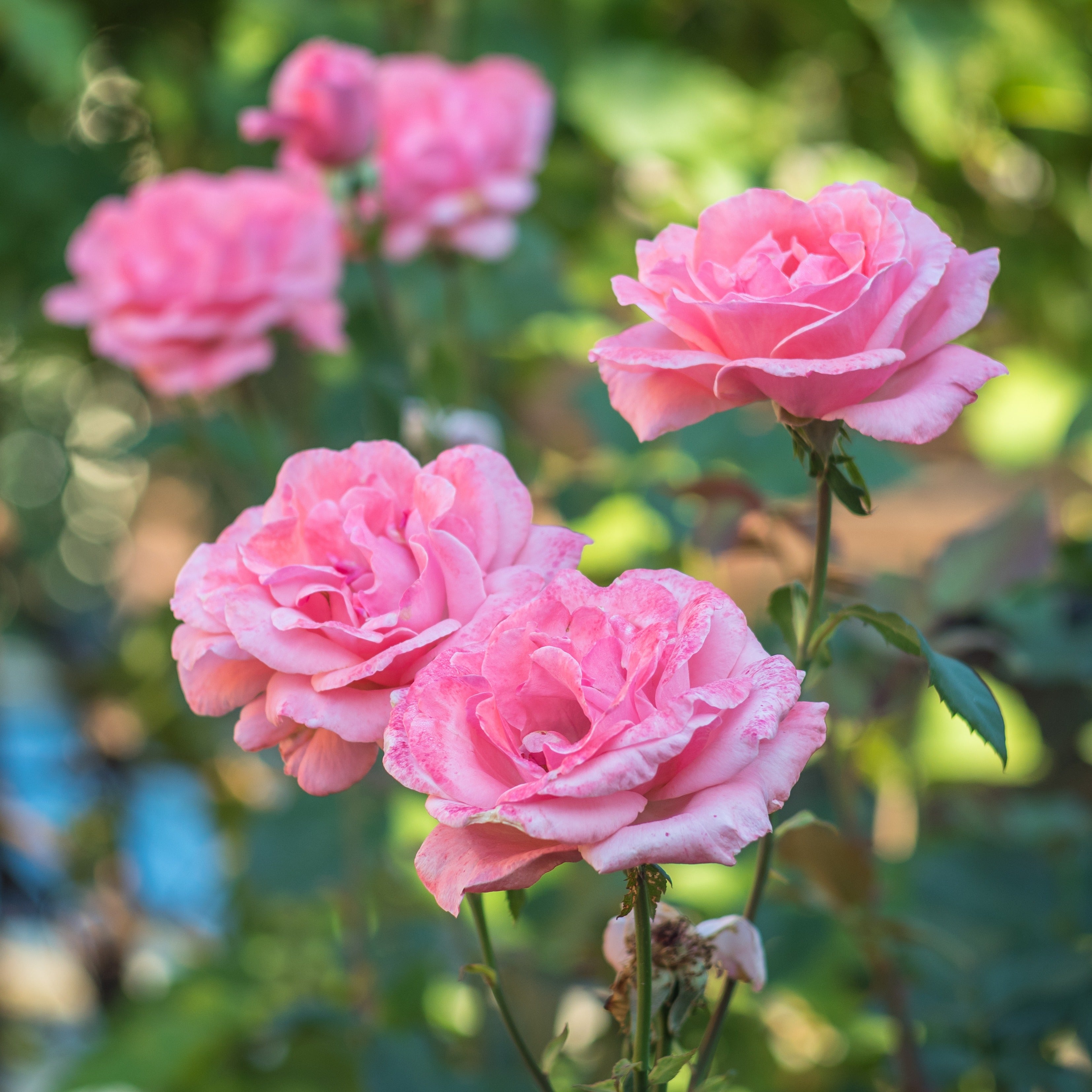 Bakker Rosier Queen Elisabeth rosier rose 4 racines nues