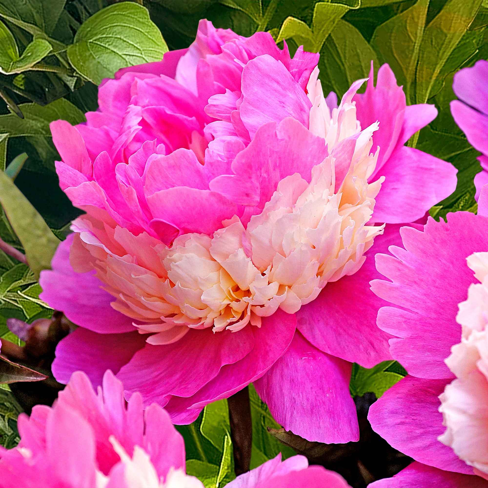 Bakker Plantes vivaces Pivoine Sorbet racine nue 2-3 yeux