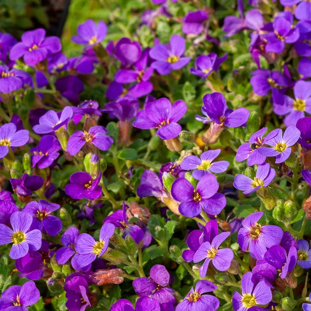 Bakker Aubriète Hamburger Stadtpark pot 9cm violette