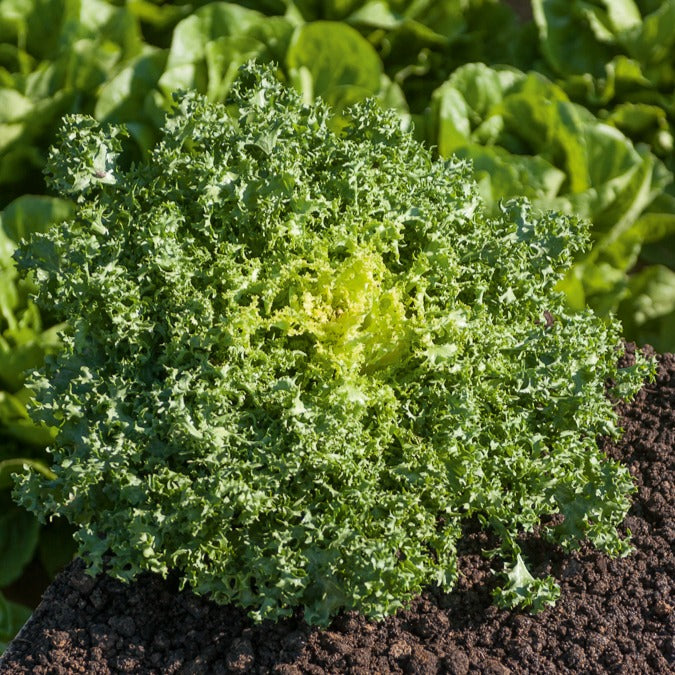 Bakker De Ruffec chicorée frisée sachet 4g rustique