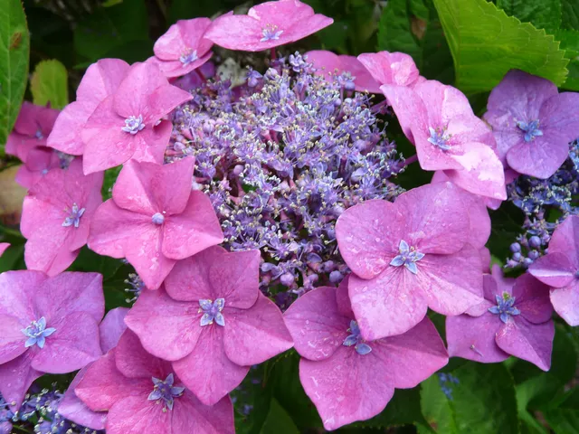 Les Hortensias du Haut Bois Buchfink hortensia fleurs plates godet