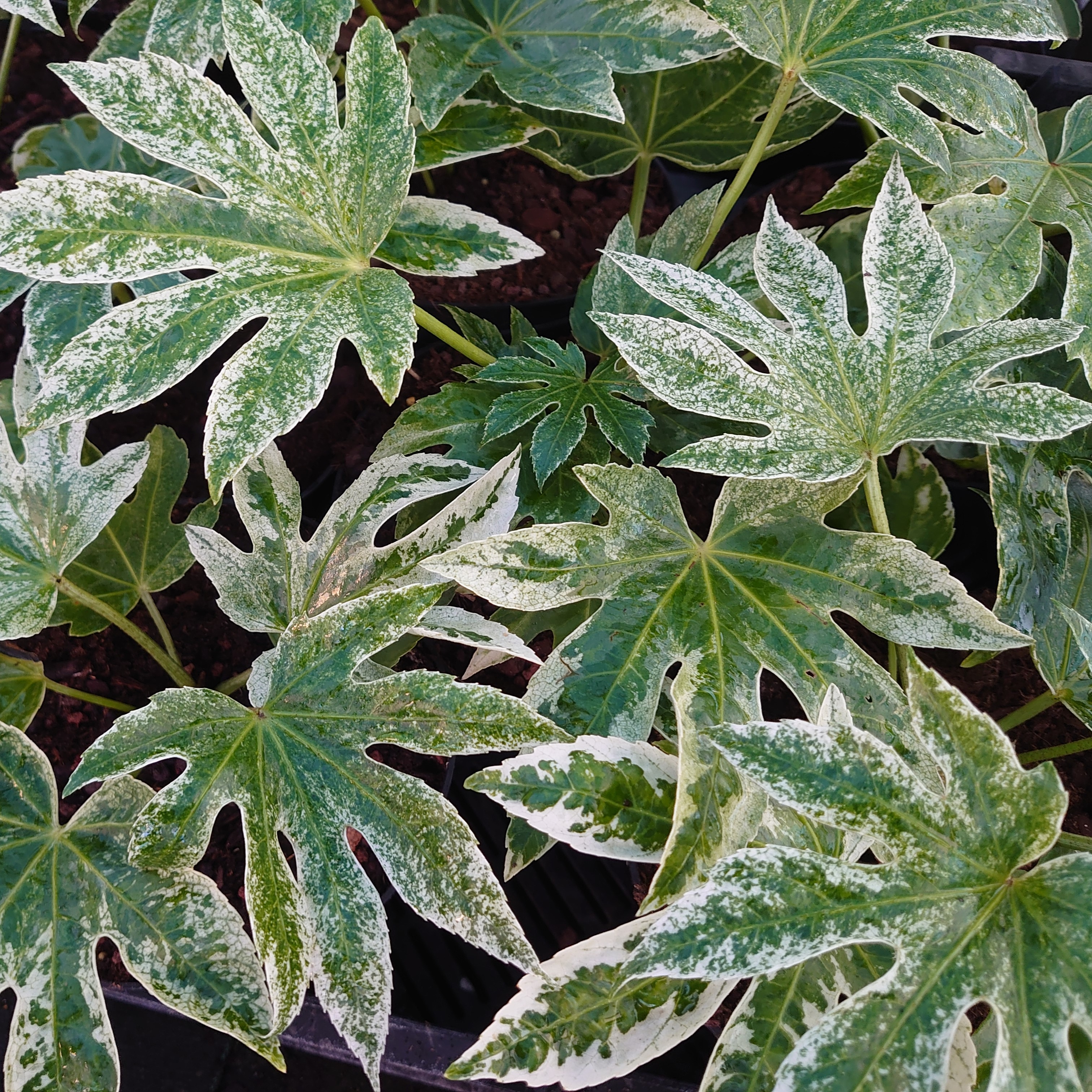 Passion Vivaces Fatsia japonica Spider's Web pot 2 L panaché
