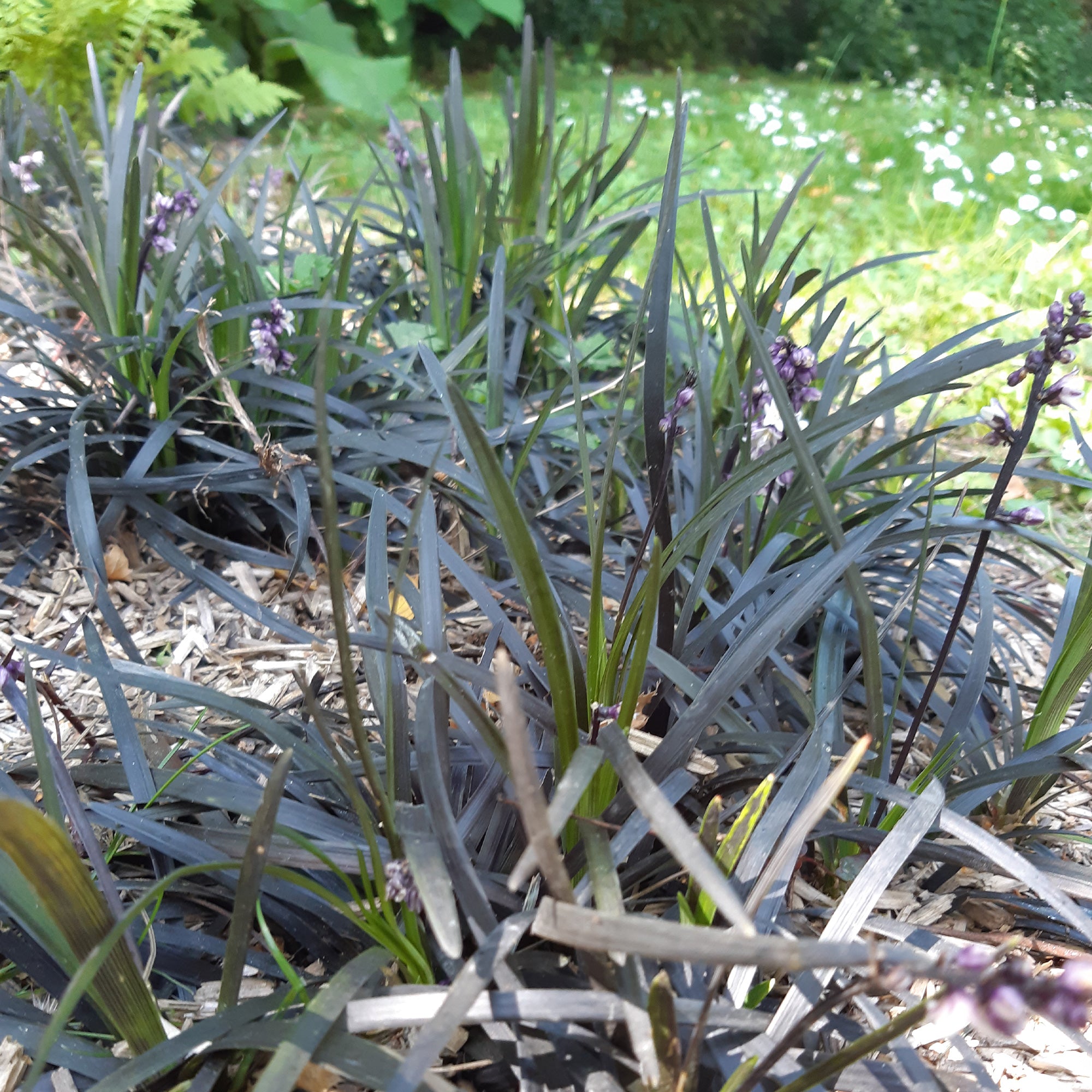 Bakker Ophiopogon Niger Couvre-sol feuillage noir Pot 8cm