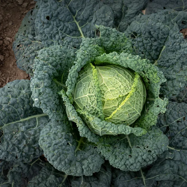 Bakker Potager et Graines Chou de Milan Capriccio F1 sachet 150 graines