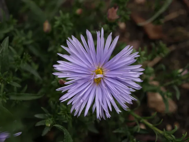 Passion Vivaces Aster novi-belgii Blue Radiance vivace bleu lavande