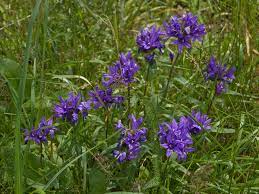Passion Vivaces Campanula glomerata Joan Eliot campanule violette