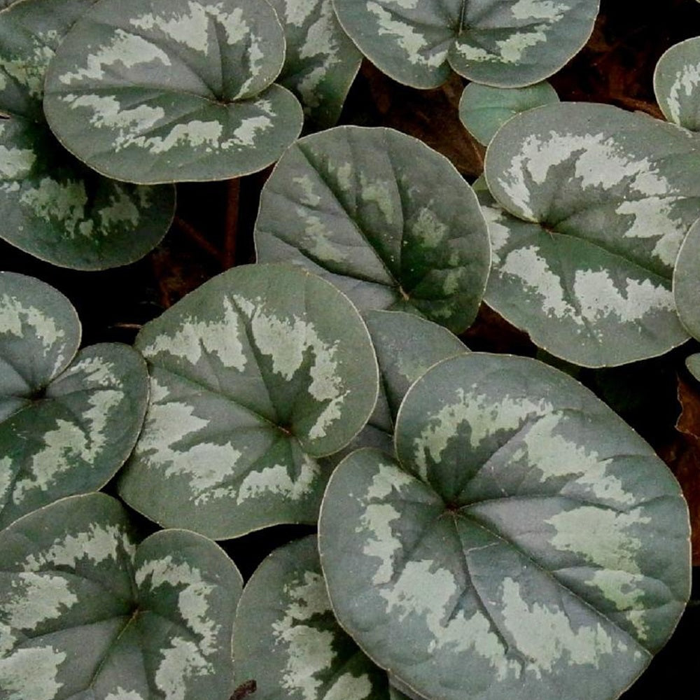 Bakker Cyclamen coum Rose plante vivace pot 8cm