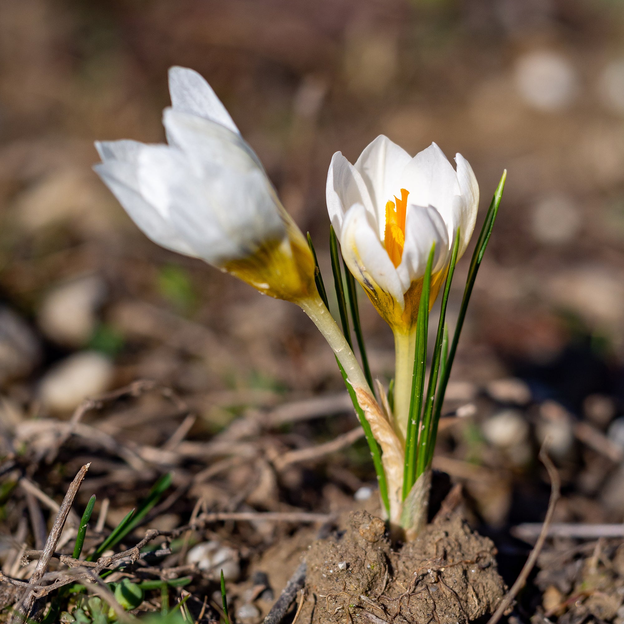 Bakker 10 Crocus Ard Schenk bulbes sachet blanc jaune