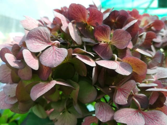 Les Hortensias du Haut Bois Preziosa hortensia serrata godet rose