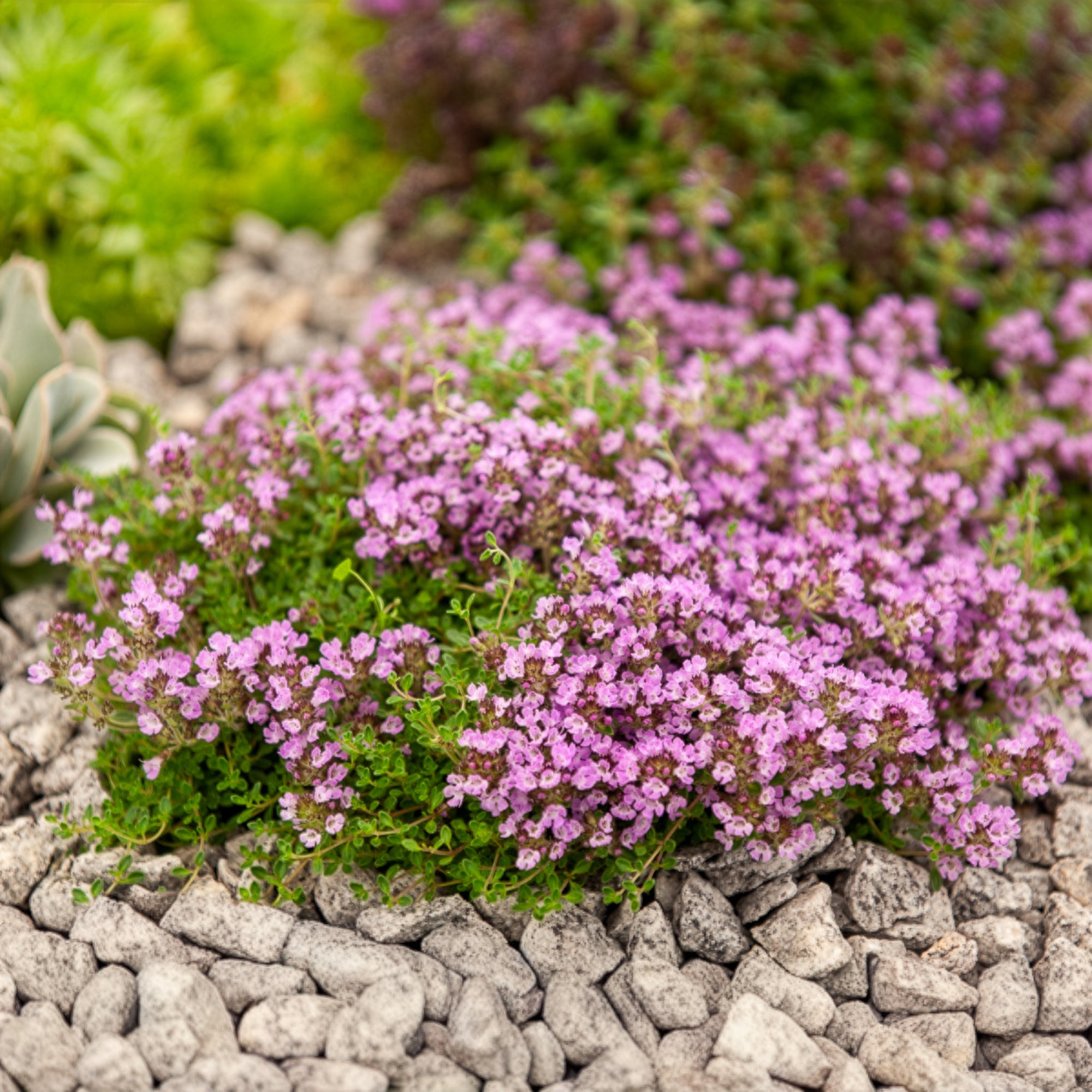 Bakker Bressingham thym précoce couvre-sol pot 8cm