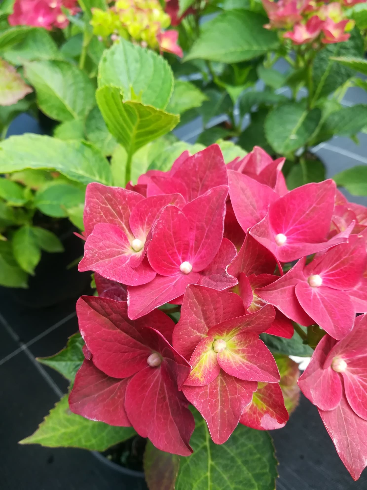 Les Hortensias du Haut Bois Green Shadow hortensia boules vertes