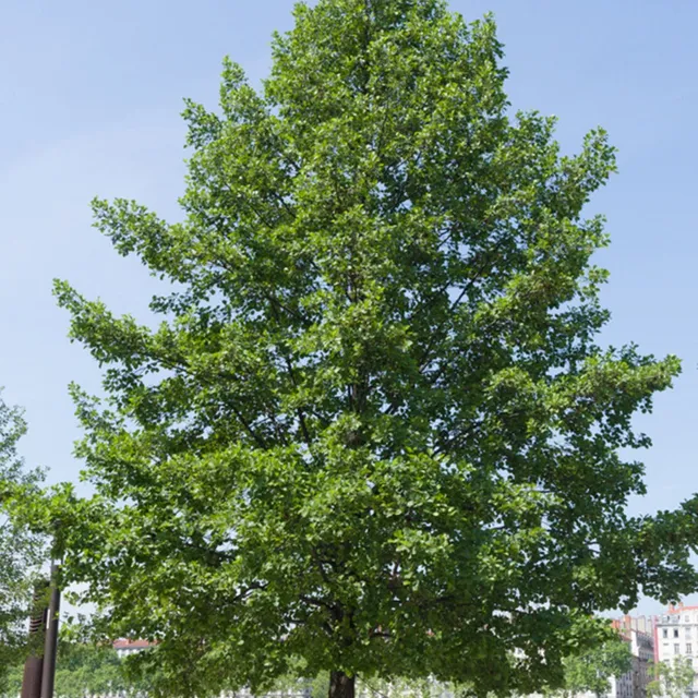 Bakker Aulne glutineux arbre pot 2L 80-100 cm humide