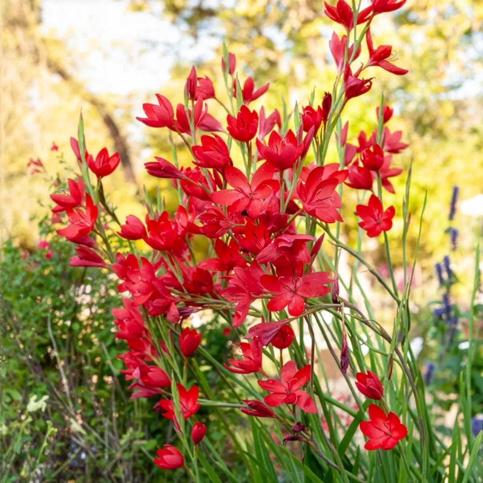 Bakker Lys des cafres Major plante de bassin pot Ø9cm fleur rouge
