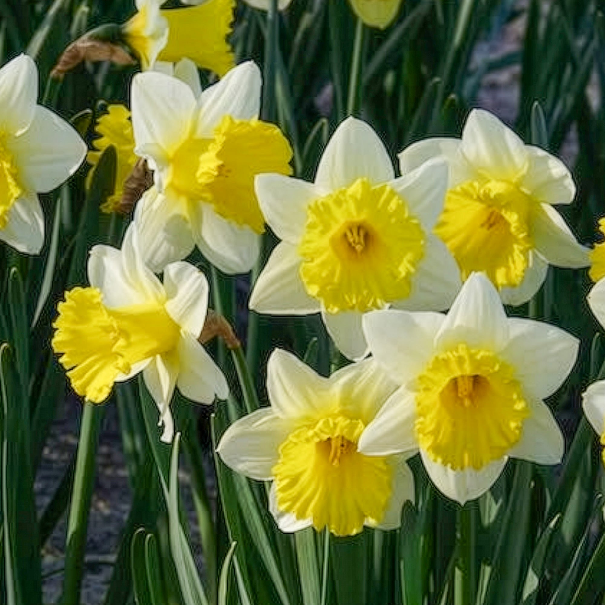 Bakker Goblet narcisse sachet 10 bulbes blanc jaune