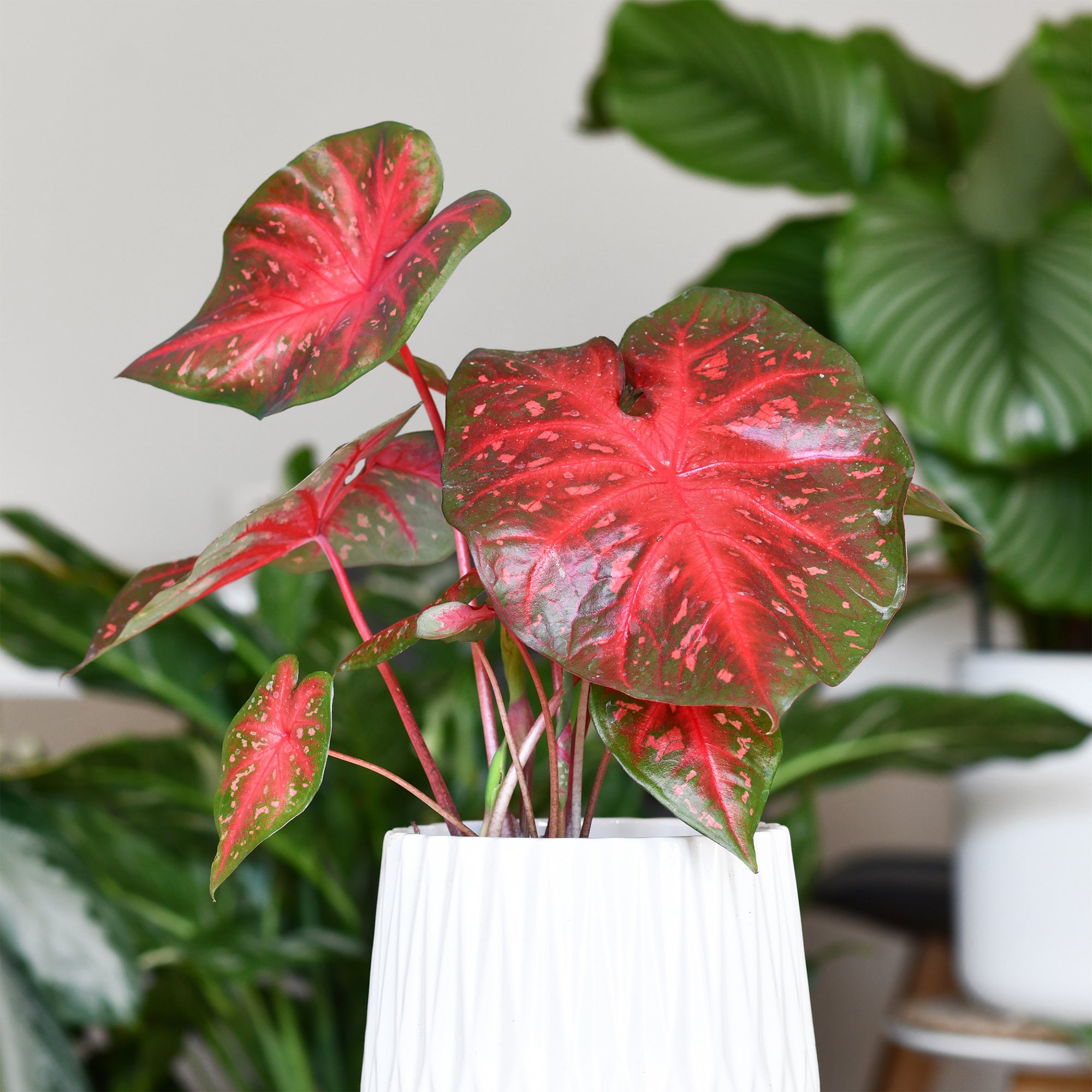 Bakker Plantes intérieur Caladium Red Flash plante sachet 1