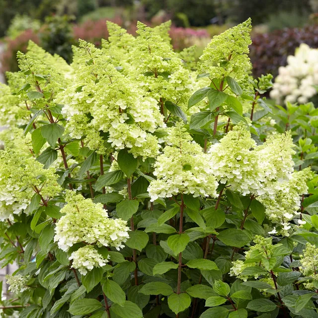 Bakker Arbustes Hortensia Magical Moonlight blanc pot 3L