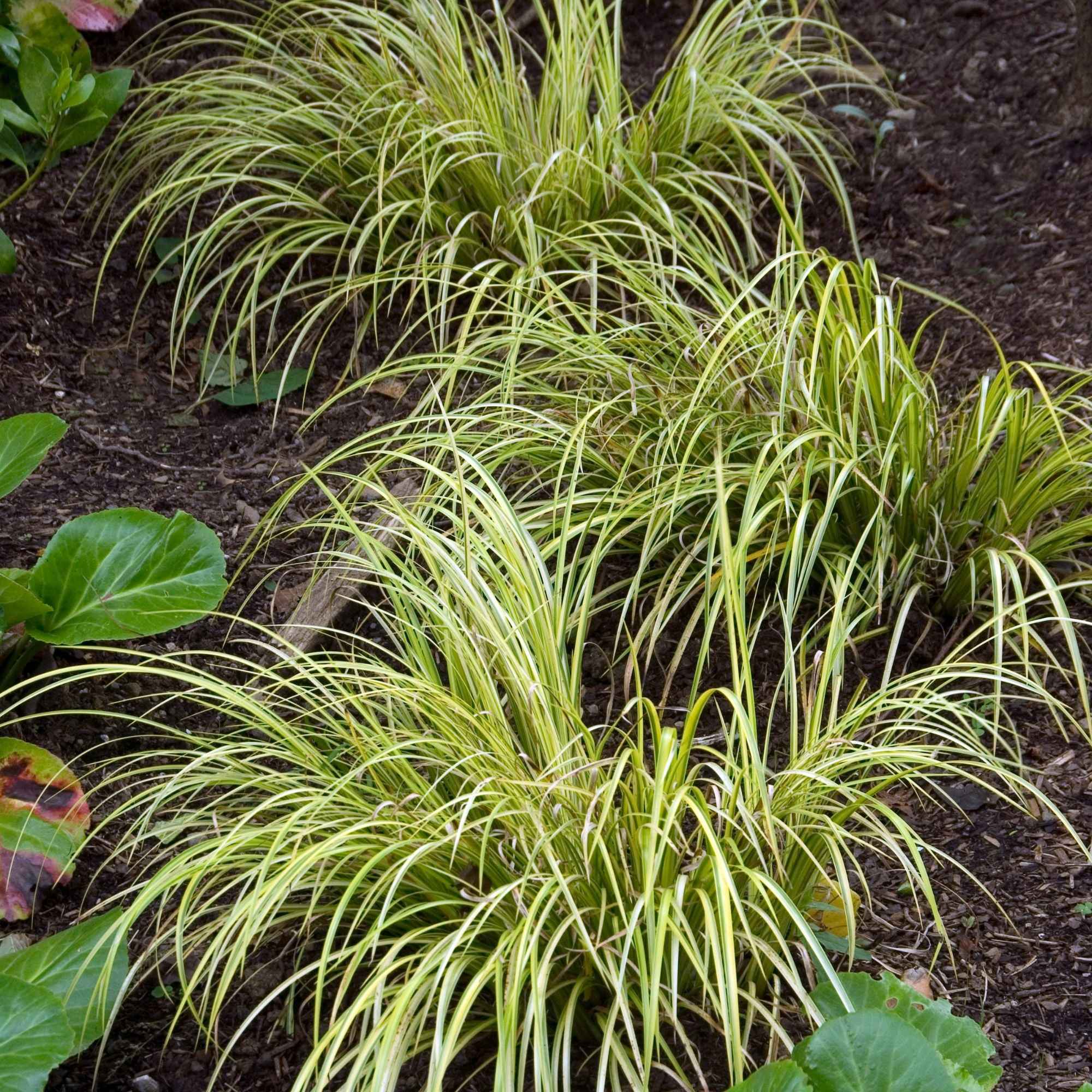 Bakker Plantes de bassin Acore Ogon plante de bassin pot 9cm dorée