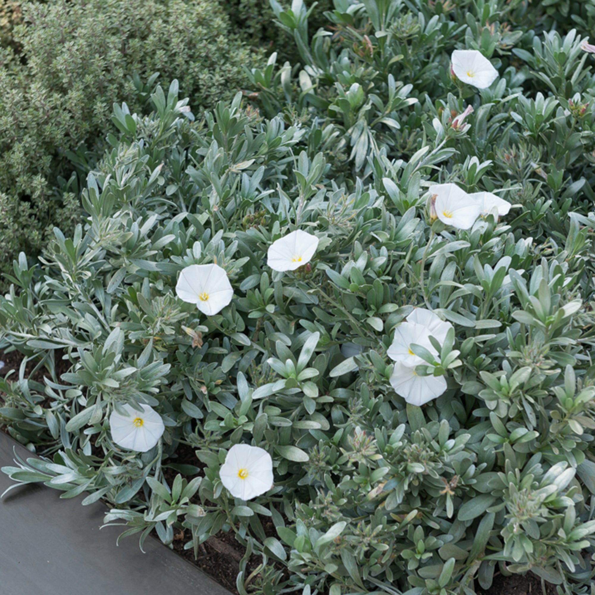 Bakker Liseron argenté Convolvulus cneorum pot Ø 9 cm
