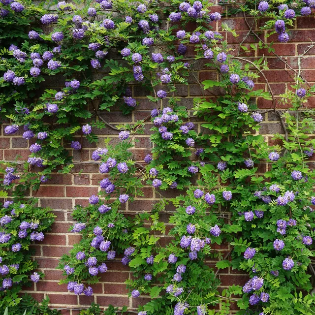 Bakker Glycine Toujours en fleurs grimpante pot 1.5L violette